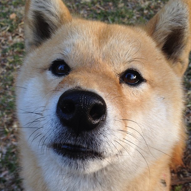 绿茵代数题，塞内加尔用战术写下强势晋级，阿拉巴以不存在刷满存在感