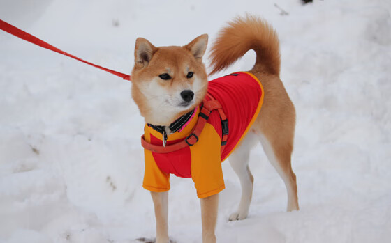 东方蓝武士的黄昏,乌拉圭重剑无锋,厄德高致命连击定乾坤