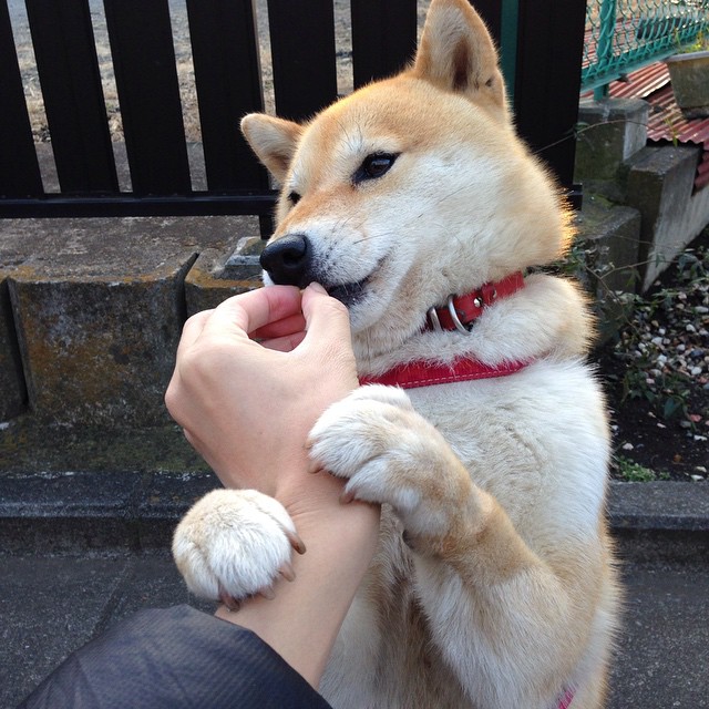 全球化赛场上的个人英雄主义，当深圳队遭遇塔图姆时刻