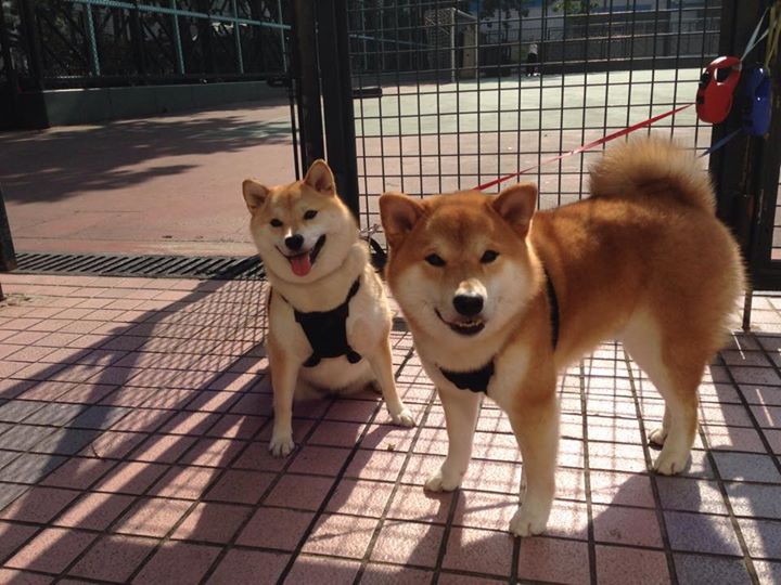 年度焦点之战,切尔西全面压制巴西的战术辉煌