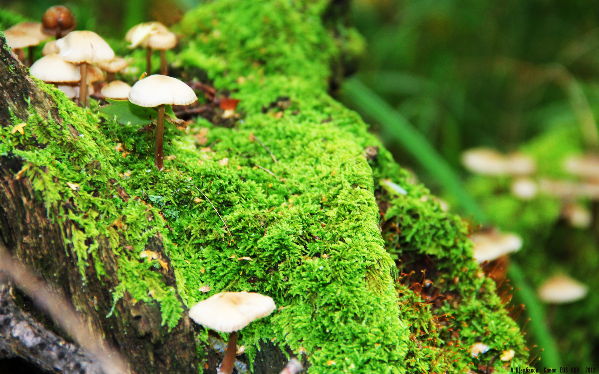 石头的心跳,斯通斯的救赎之夜