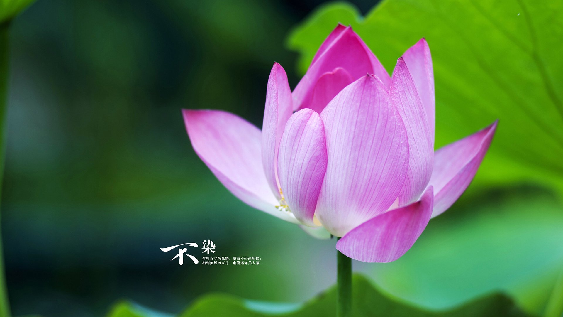 双星闪耀，德甲争冠夜与利拉德生涯之夜的体育狂想曲