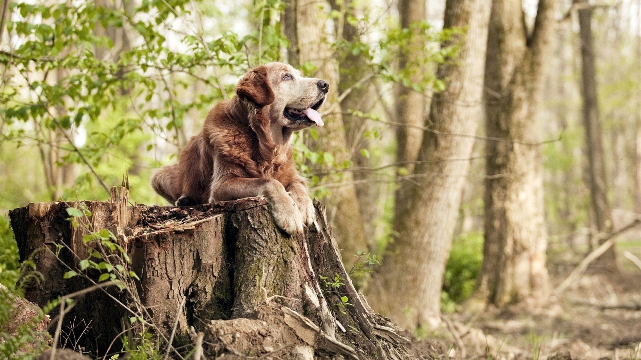 铁幕与王座,凯尔特人用钢铁防线为西亚卡姆的世界排名加冕