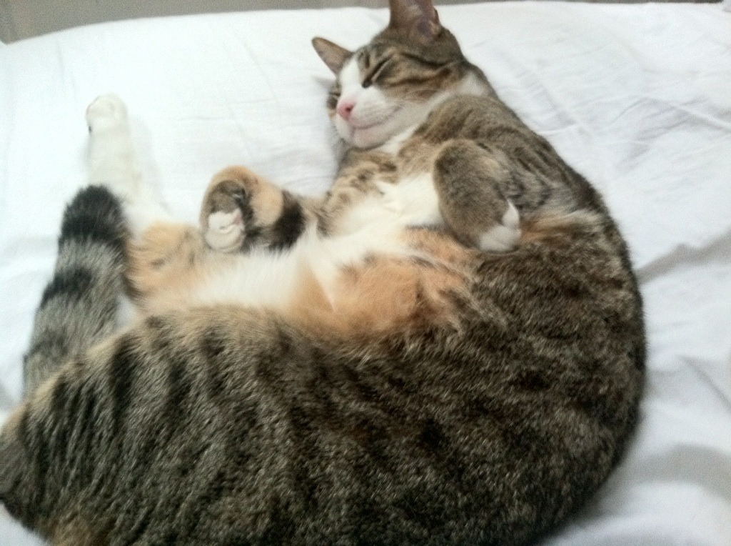 威尔士险胜巴西，凯塞多生涯之夜闪耀全场，改写足球历史