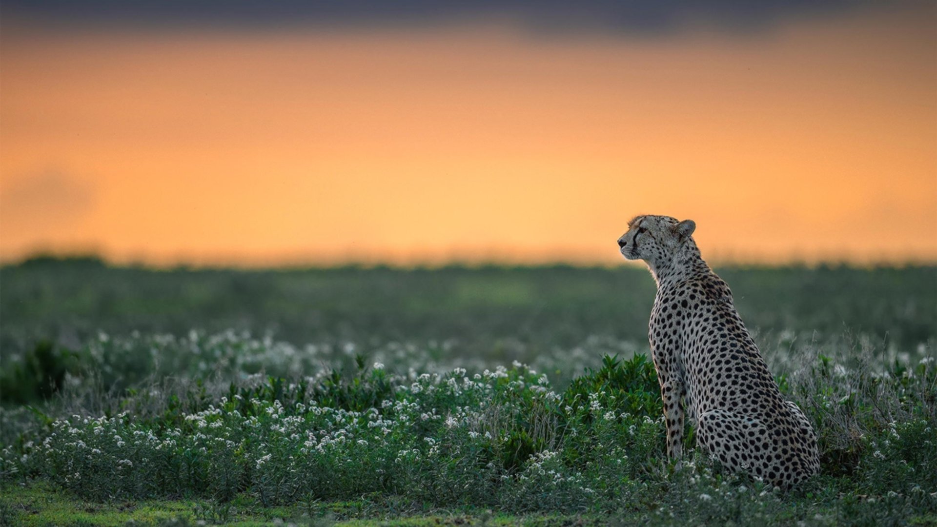 贝恩封神夜!狂暴进攻撕裂爵士,上海男篮诠释何为战术打穿
