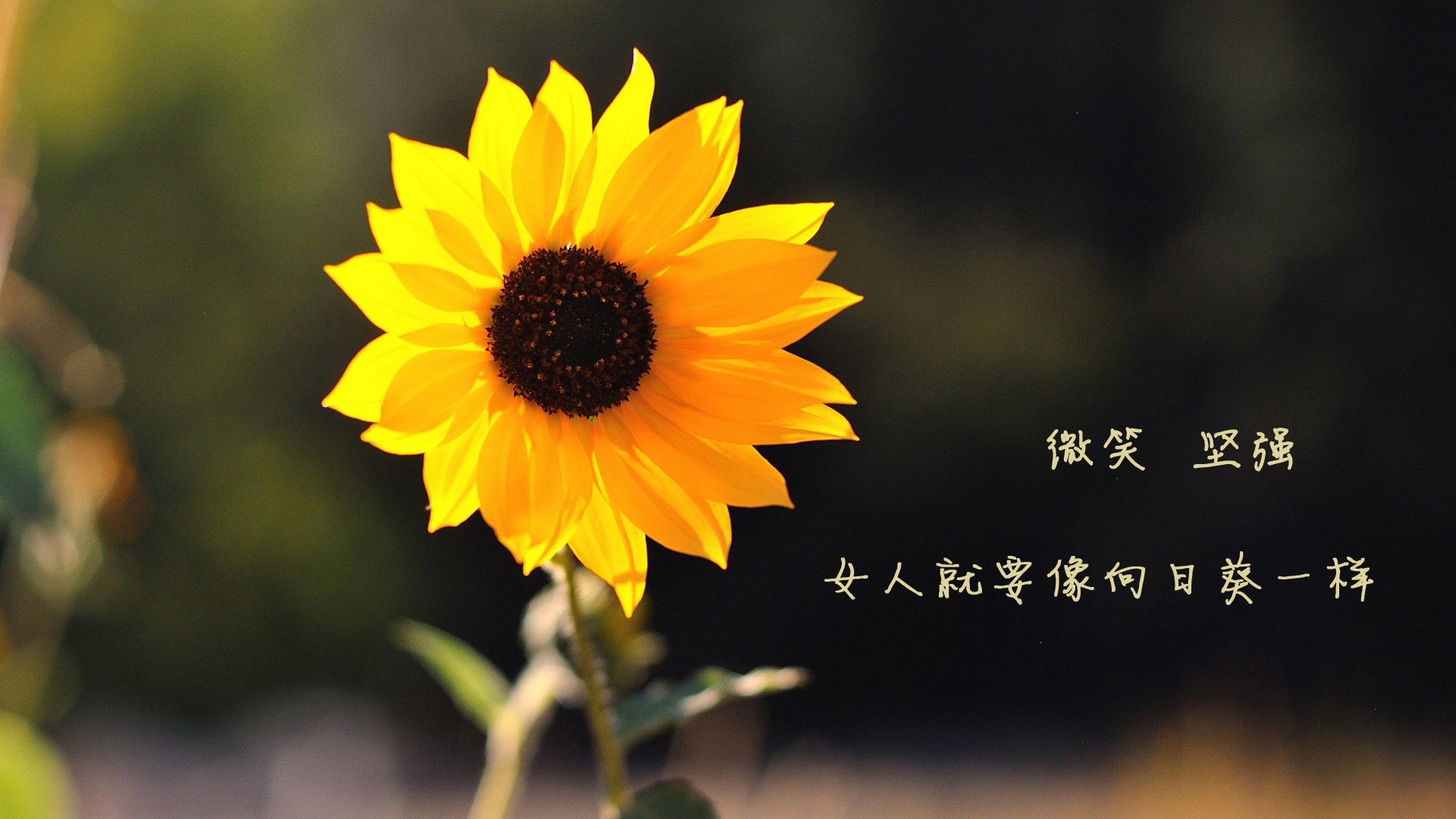 三笘薰状态火热，跨国慈善赛点燃足球激情，波兰与摩纳哥的别样对决