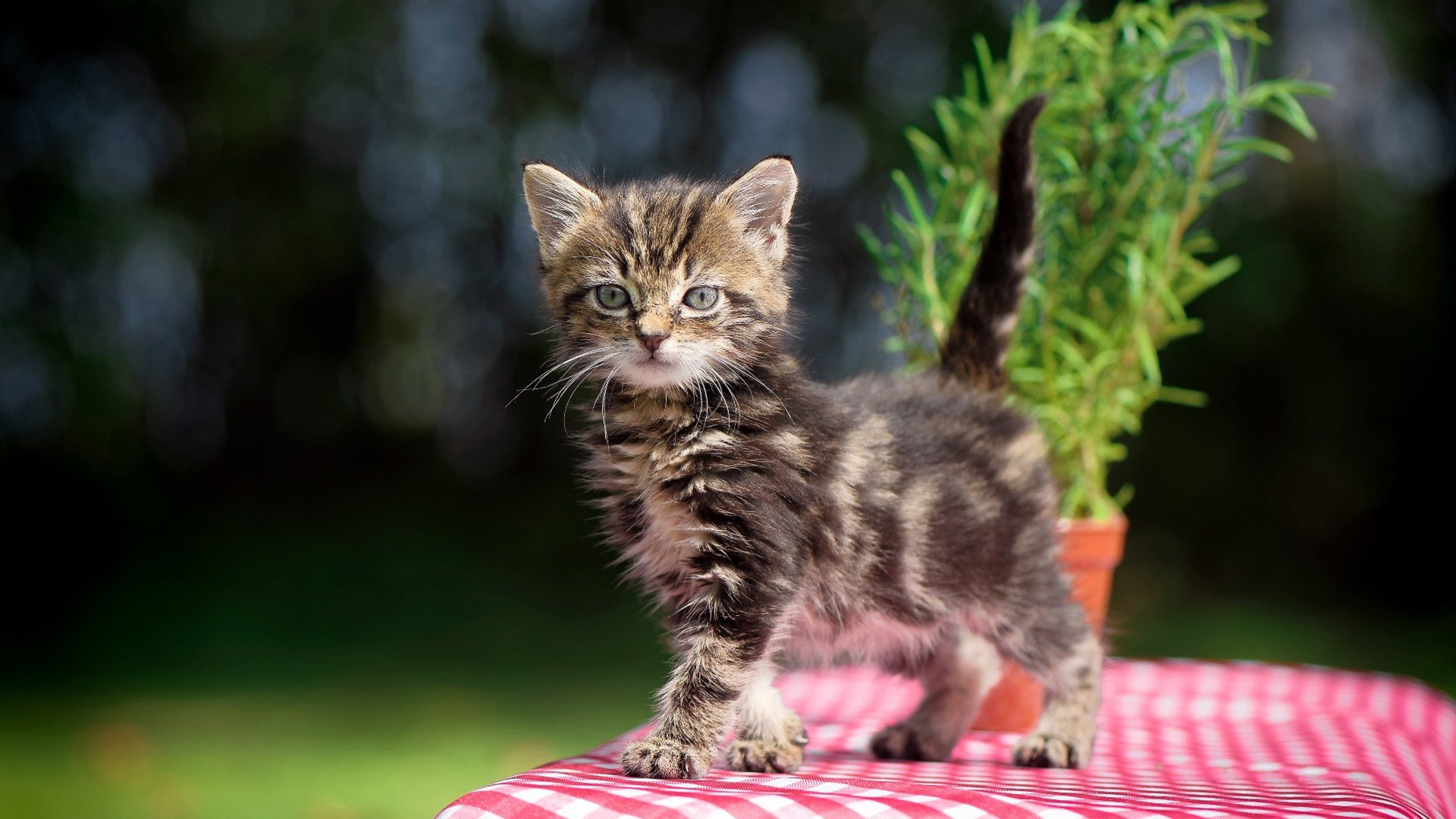 凯恩惊艳四座，皇家社会对阵那不勒斯的史诗对决