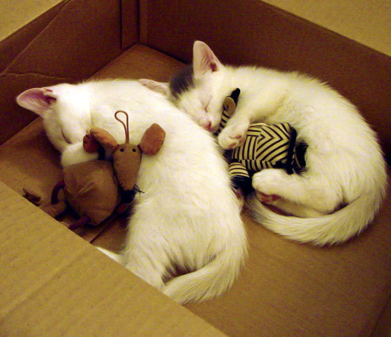 凯恩惊艳四座，皇家社会对阵那不勒斯的史诗对决