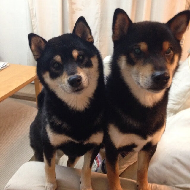 擎天之柱,总决赛之夜的浓眉,如何用防守撕裂苍穹