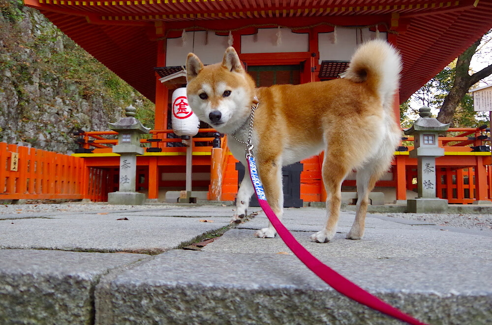药厂利刃出鞘卡拉斯科梅开二度，北欧童话主场梦碎