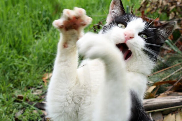 夜色帷幕下的速度哲学,阿克在F1街道赛的教科书级演绎